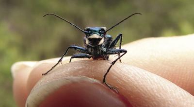 4-18-2024 Introducing the Insects