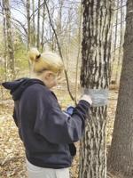 Kennett High School students celebrate Earth Day with spongy moth project