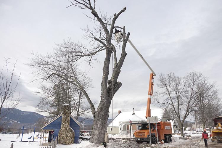 1-10-20 Tree cut