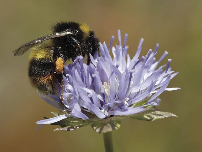 1024px-Bombus_soroeensis_-_Jasione_montana_-_Tallinn.jpg