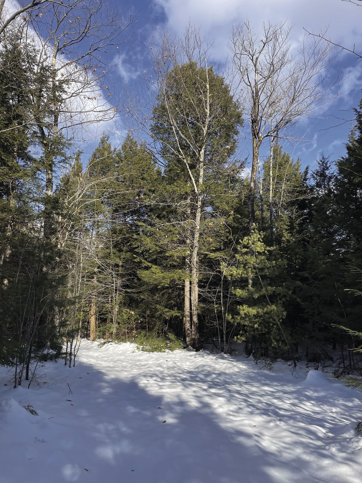 Bisson forest.jpg