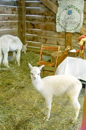 10-05-26 Fryeburg Fair vertical alpaca