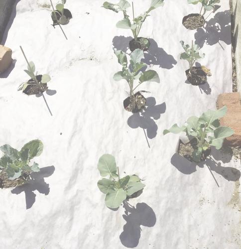 paper mulch