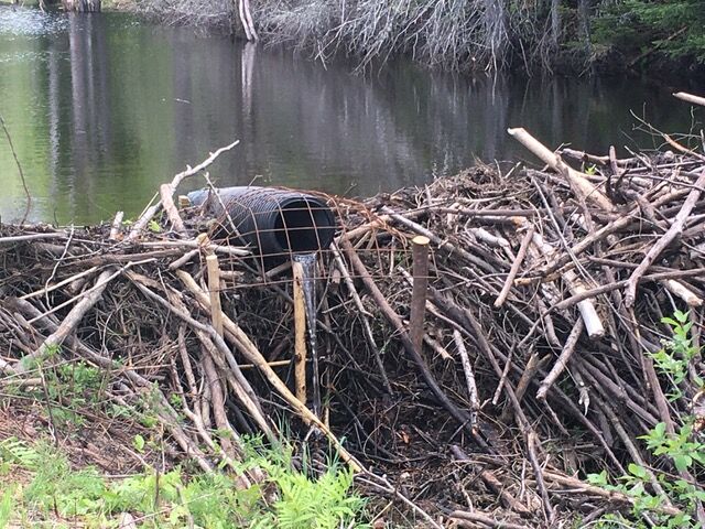 Nine Beaver-Deceivers installed on Presidential Rail Trail