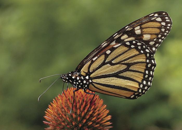 1024px-Monarch_Butterfly_Danaus_plexippus_on_Echinacea_purpurea_2800px.jpg