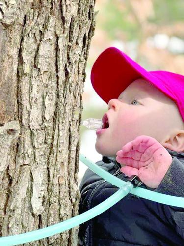 P1 dd12 Maple weekend 1.tif