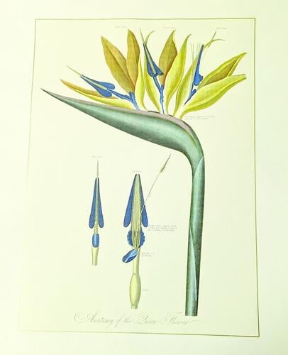 CL w18 fryeburg art show and concert birdflower 2.tif