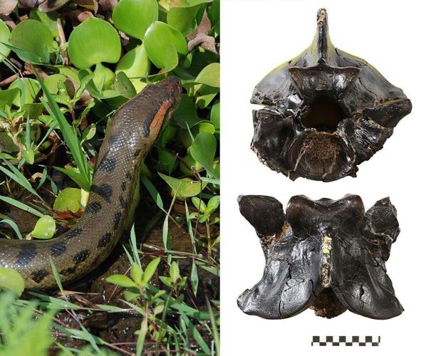 Anacondas have been giants for over 12 million years, reveals study