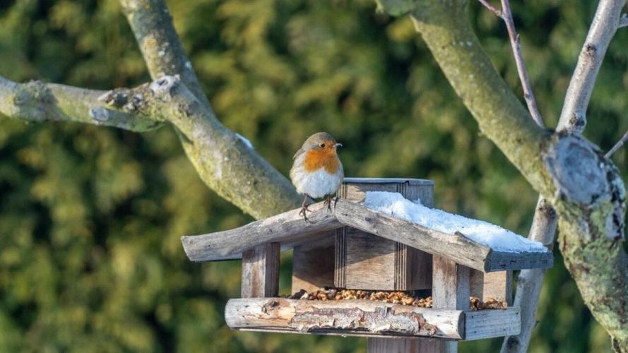 Most commonly seen birds in New Hampshire