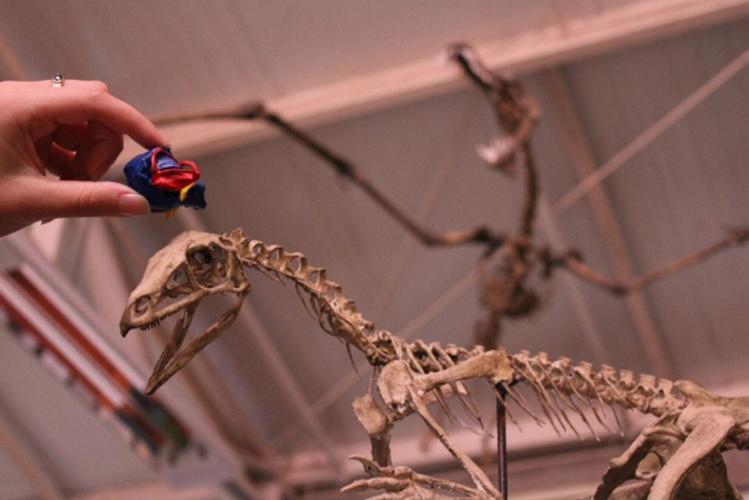 Brain of first flying reptile’s ancestor rebuilt to work out how they took flight