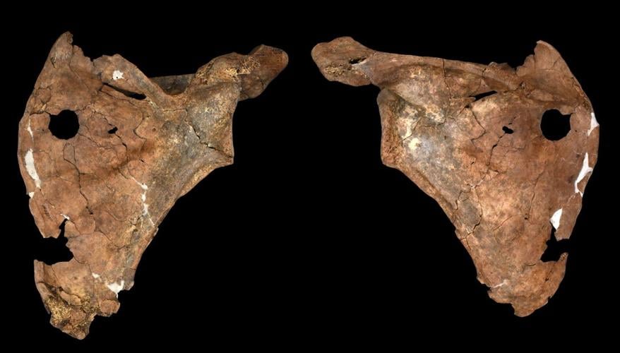 75,000-year-old wound may be earliest evidence of human ancestor killed by spear