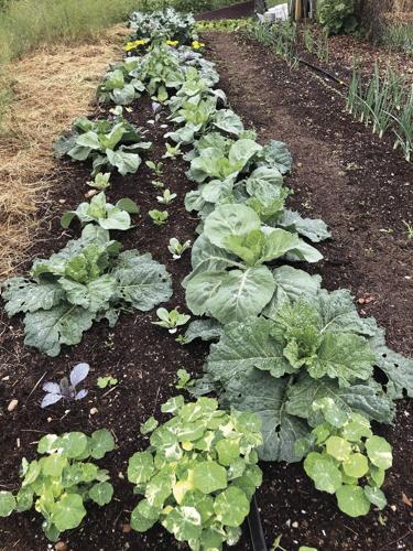 rowcabbage.jpg