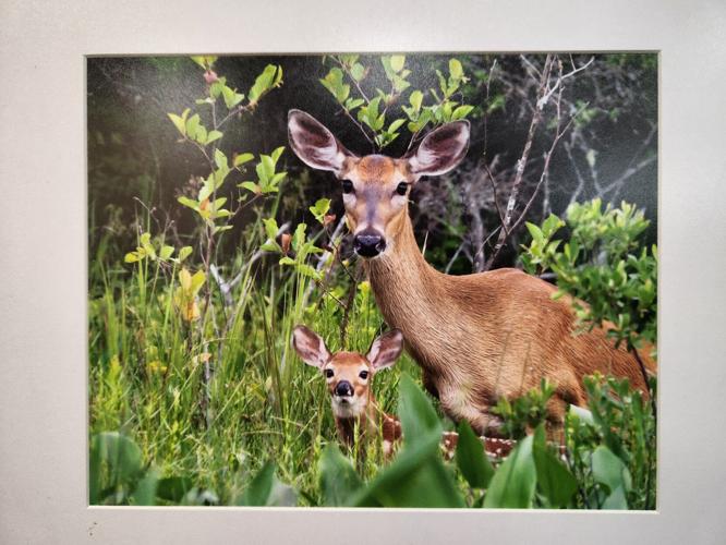 A Tardiff deer.jpg