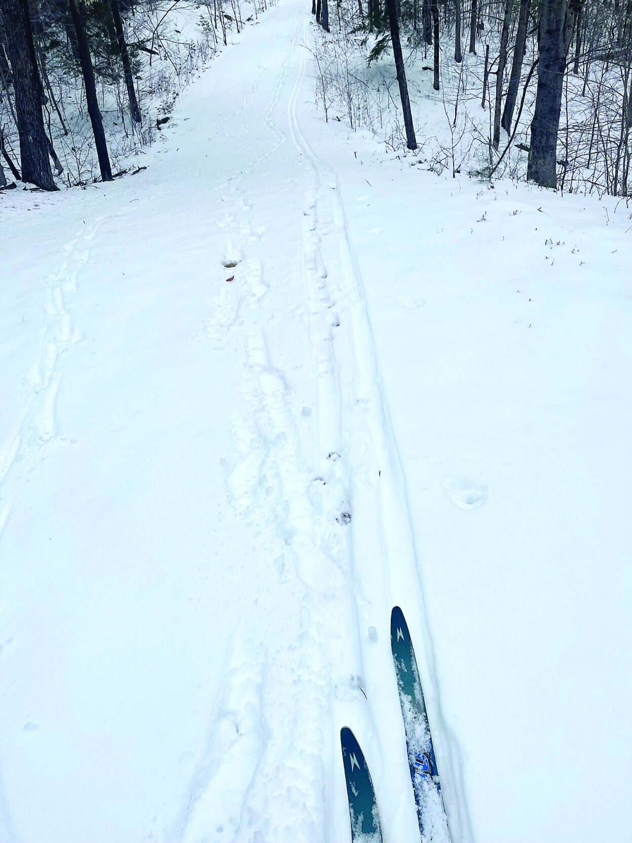 Nordic Tracks - still skiing - animal tracks