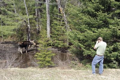 Photographing a moose on the Kanc