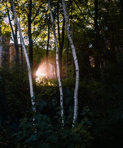 Birches at Sunrise.jpg