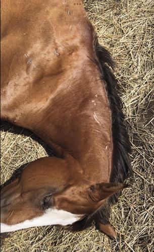 Robin the horse