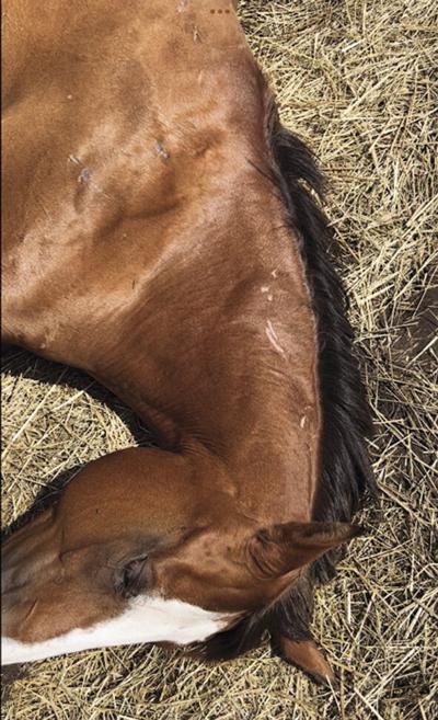 Robin the horse