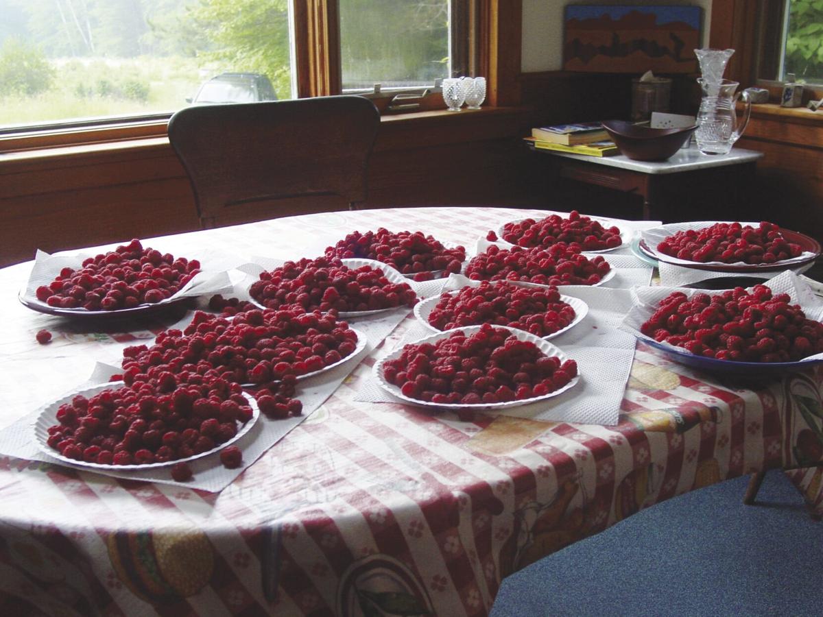 More Thoughts While Weeding Summer S Premier Fruit Gardening Conwaydailysun Com More Thoughts While Weeding Summer S Premier Fruit Gardening Conwaydailysun Com