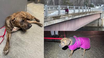 Abandoned dog in Shelburne