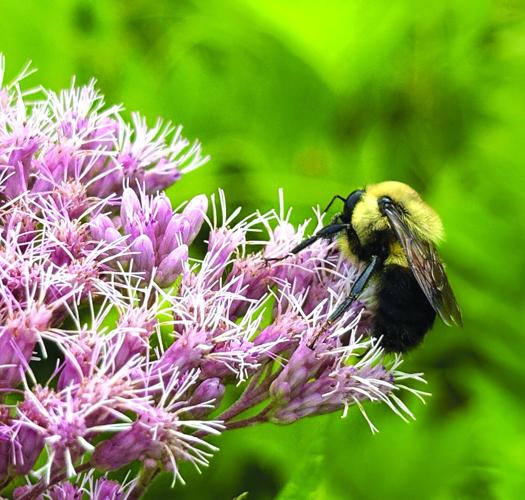 brown back bee joe-pye weed.JPEG