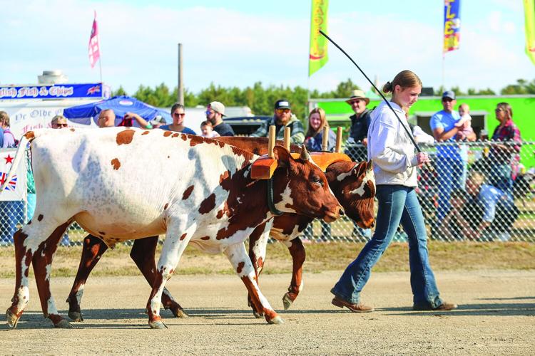 10-04-25 Fryeburg Fair leading steer side