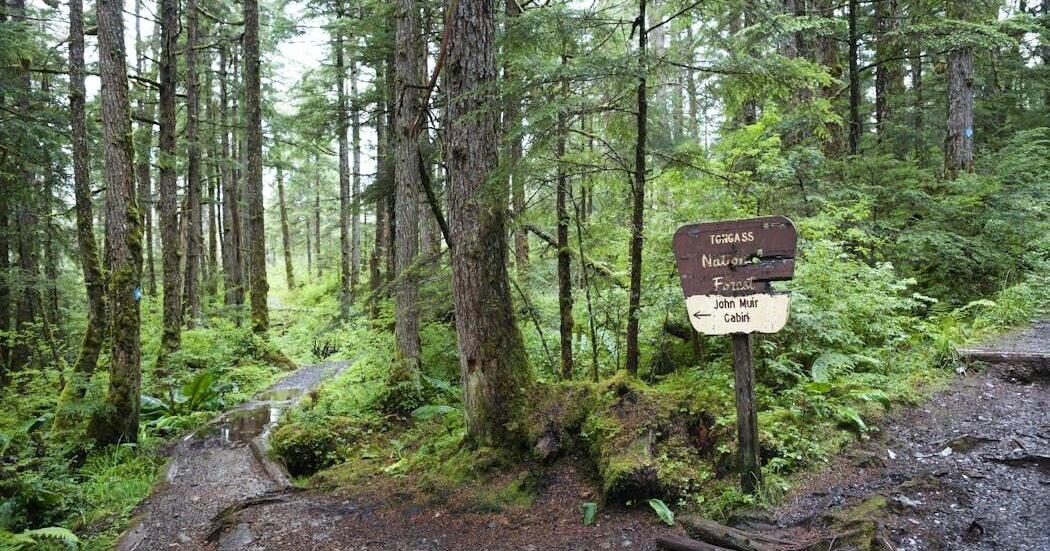 Paving paradise: Dismantling the US Roadless Rule threatens to disrupt wildlife, water and peace in the last quiet places in America