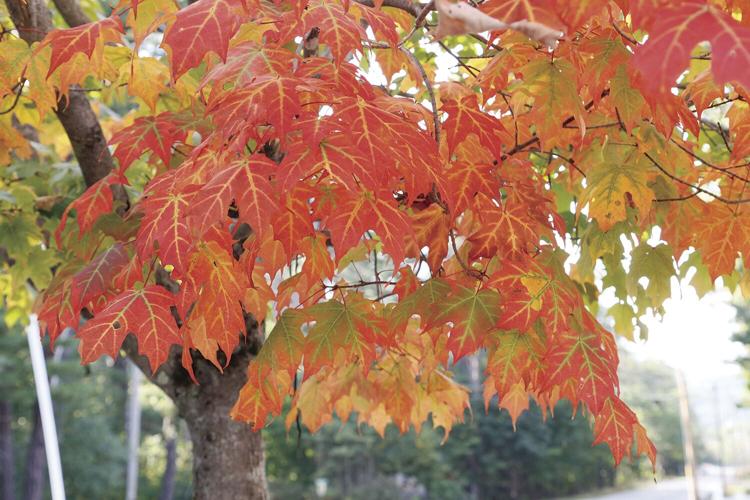 09-16-24 Foliage w side red semi-wide