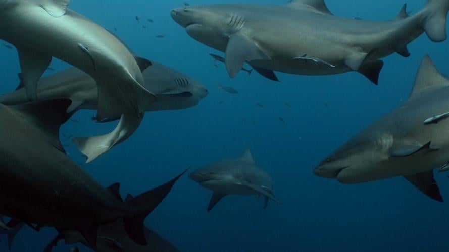 Sharks prefer to hang out with their relatives, suggests study