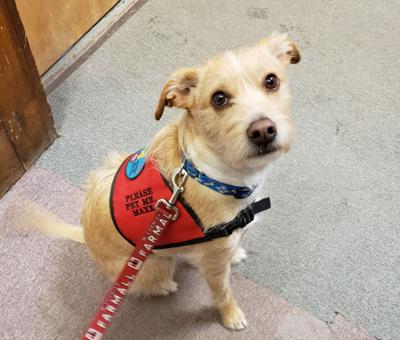 Meet Maxx the therapy dog and learn about mental health