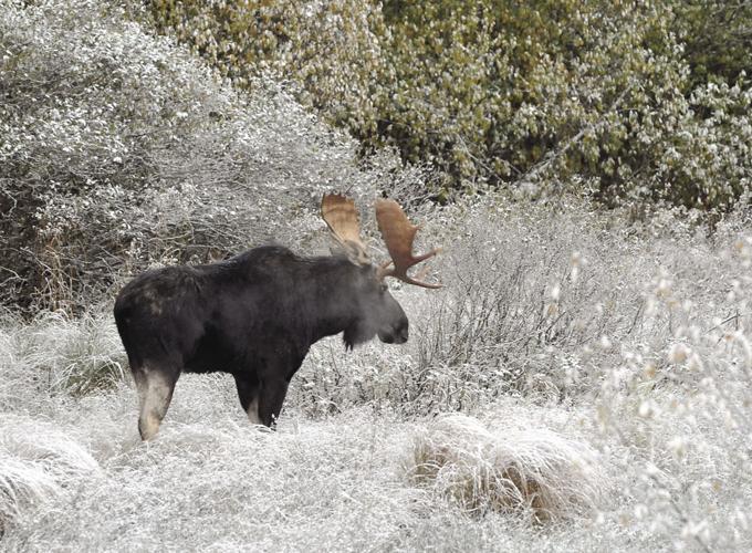 Bull moose Intervale