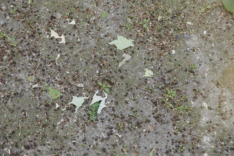 06-24-21 Caterpillars Wrights frass and shredded leaves