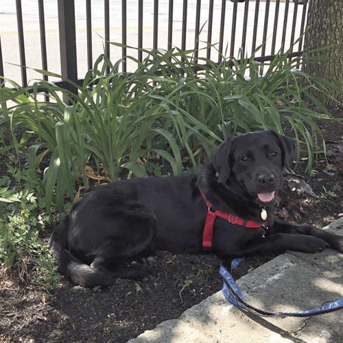 A.C.T.S. — Ember finds her forever home