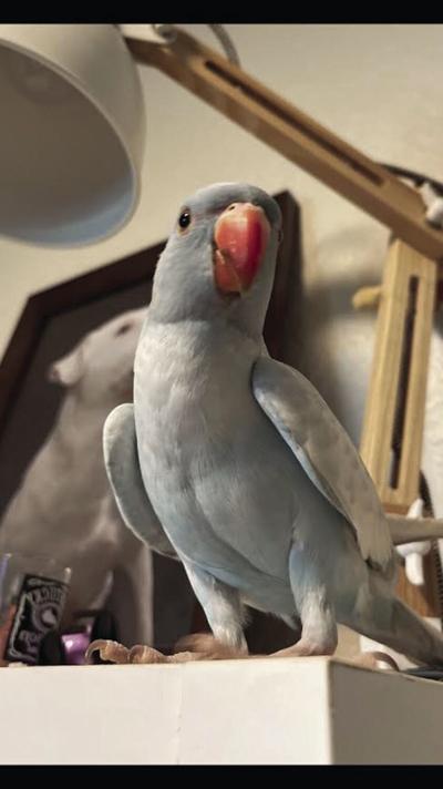 Bleu the parrot