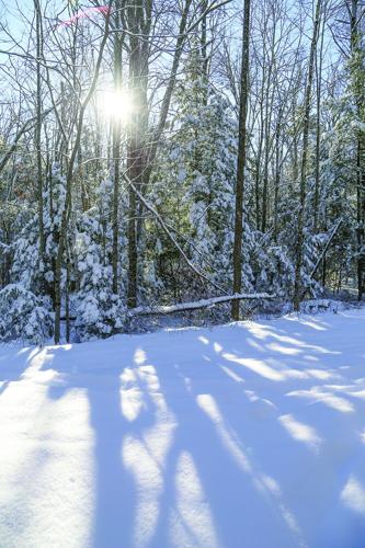 12-03-25 Snow vertical sun in trees