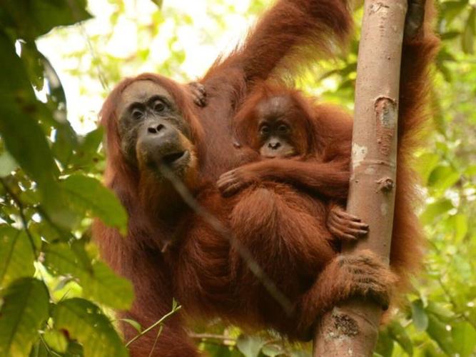 orangutan_featured