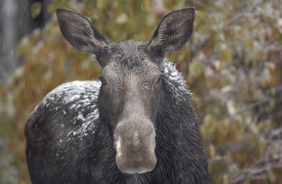 Moose on the Kanc