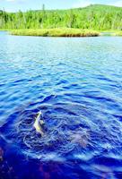 North Country Angling: Best July fishing in recent memory