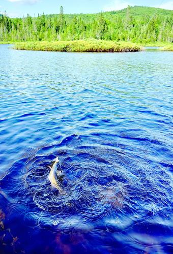 North Country Angling - trout fishing