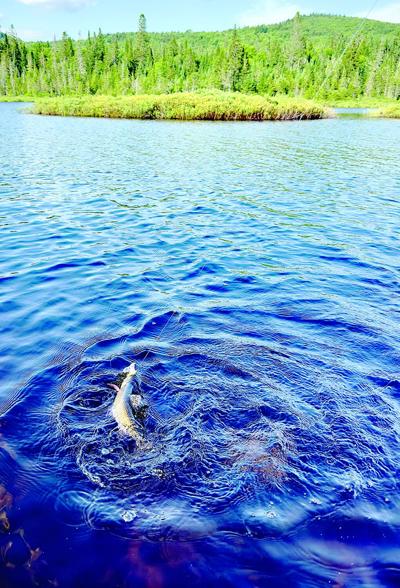 North Country Angling - trout fishing