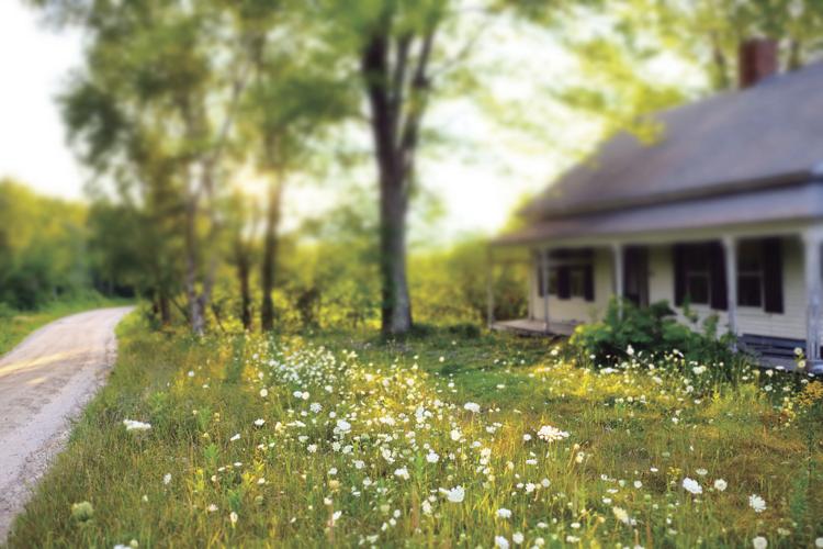 8-10-17 Flowers and weeds.JPG