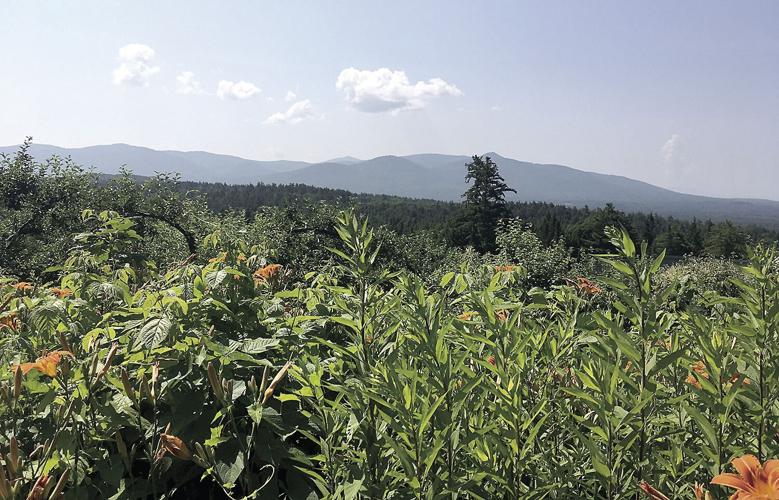 Wheel Family Fun - day lilies