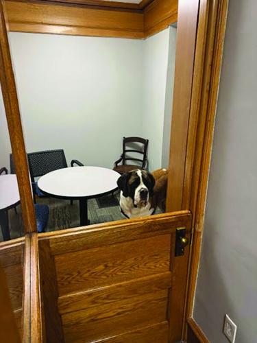 dog