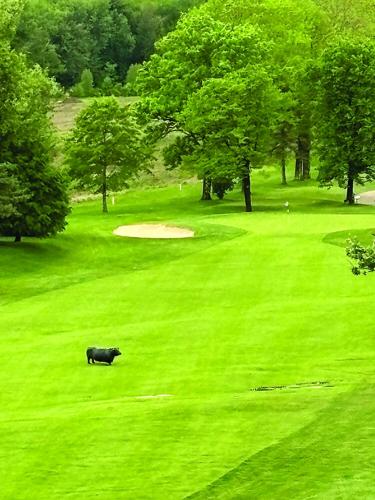 The Golf Column - NCCC = Merlino's steer