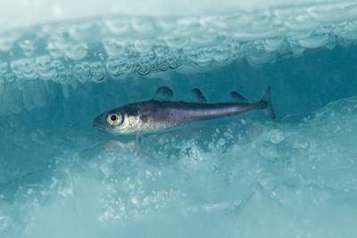 An Arctic cod (_Boreogadus saida_) swims under the ice.