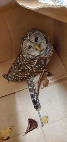 Injured Owl Recovering at
