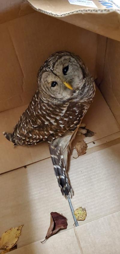 Injured Owl Recovering at