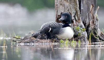 CUT ROP pam ward loon