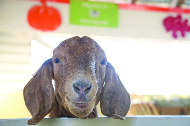 09-29-25 Fryeburg Fair goat tight