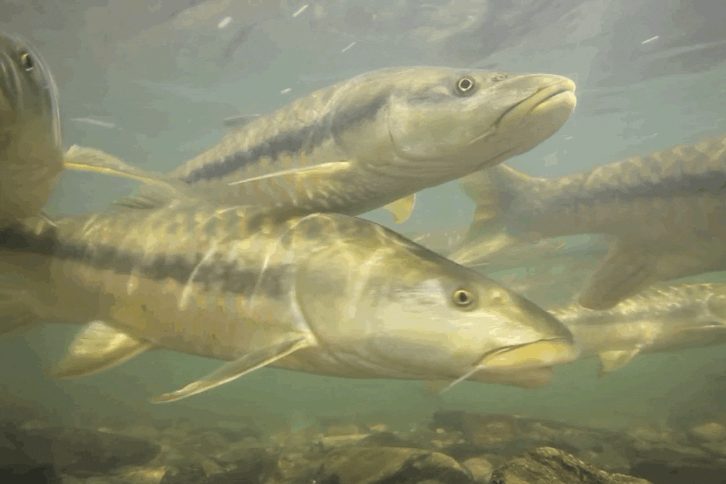Mahseer swim in the Ramganga River, a major tributary of the Ganges River in South Asia. Zeb Hogan